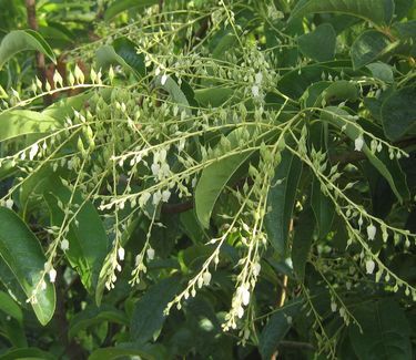Oxydendrum arboreum Sourwood
