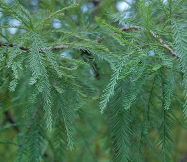 Taxodium distichum 'Shawnee Brave' Bald Cypress