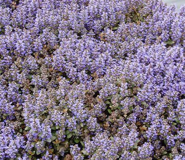 Ajuga reptans &#39;Chocolate Chip&#39;