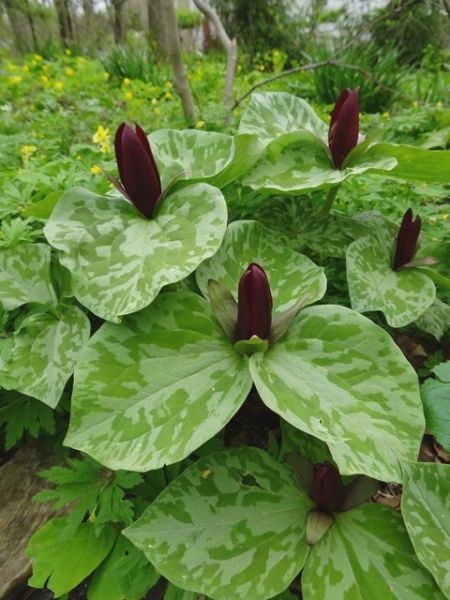 Trillium cuneatum Large Toadshade