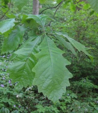 Quercus bicolor Swamp White Oak