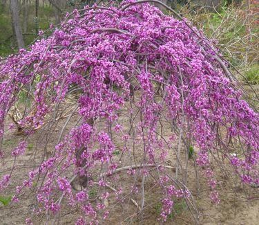 Cercis canadensis 'Lavender Twist' Redbud