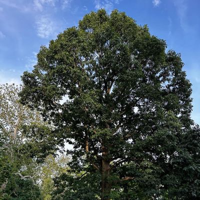 Quercus alba White Oak