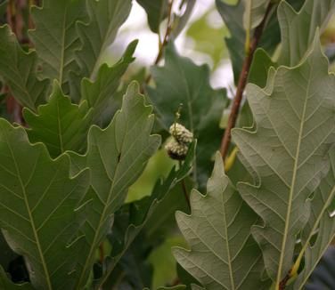 Quercus x warei &#39;Kindred Spirit&#39; Hybrid Oak