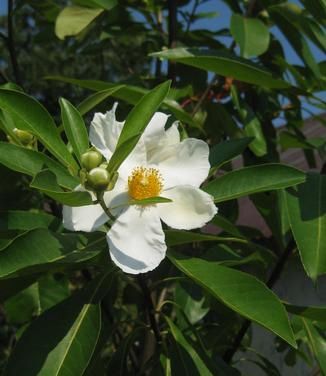 X Gordlinia grandiflora
