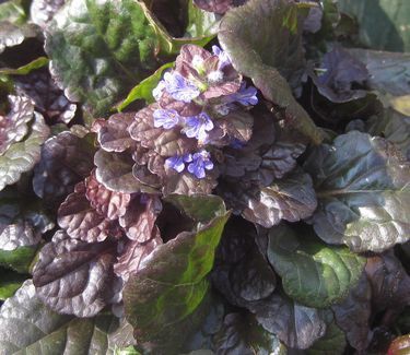 Ajuga reptans &#39;Black Scallop&#39;