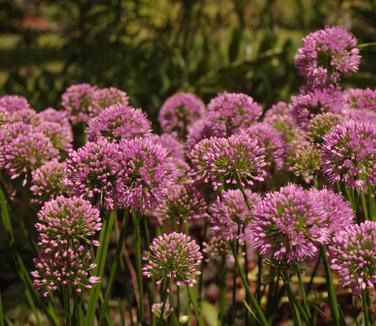 Allium x Millenium