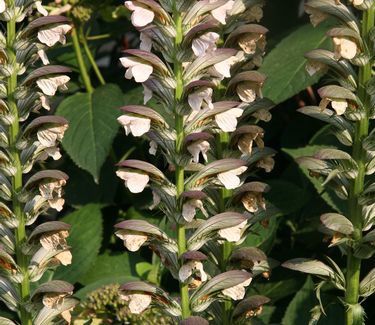 Acanthus spinosus Spiny Bear&#39;s Breeches