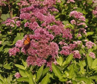 Eupatorium &#39;Phantom&#39;