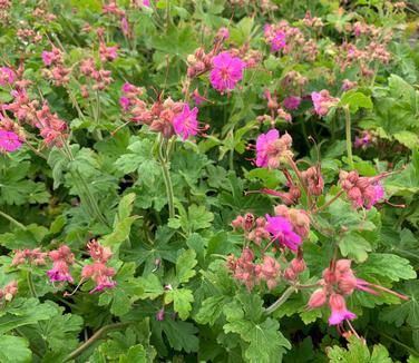 Geranium macrorrhizum &#39;Bevan&#39;s Variety&#39;
