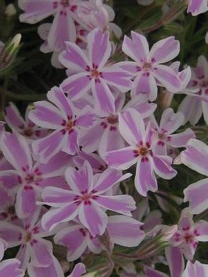 Phlox subulata &#39;Candy Stripes&#39; Creeping Phlox