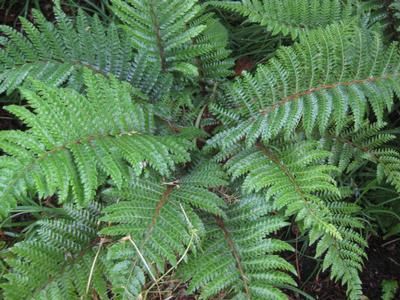 Polystichum polyblepharum Tassel Fern