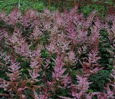 Astilbe 'Delft Lace'