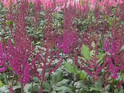 Astilbe chinensis &#39;Visions in Red&#39;