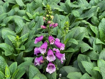 Digitalis purpurea &#39;Dalmatian Purple&#39;