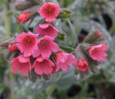 Pulmonaria 'Raspberry Splash' Lungwort