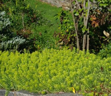 Sedum rupestre &#39;Angelina&#39;