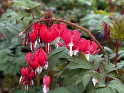 Dicentra spectabilis &#39;Valentine&#39;