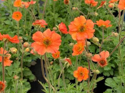 Geum &#39;Totally Tangerine&#39; Avens