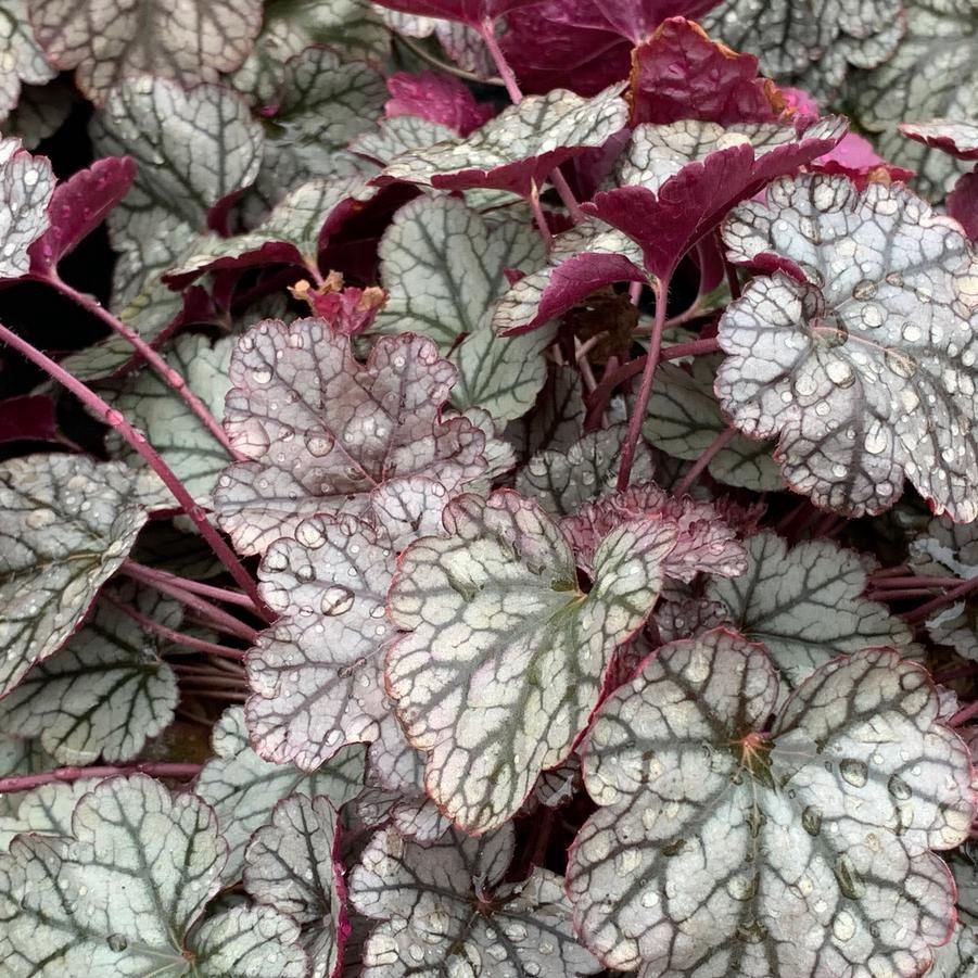 Heuchera &#39;Silver Scrolls&#39;