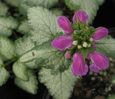 Lamium maculatum &#39;Purple Dragon&#39; Deadnettle