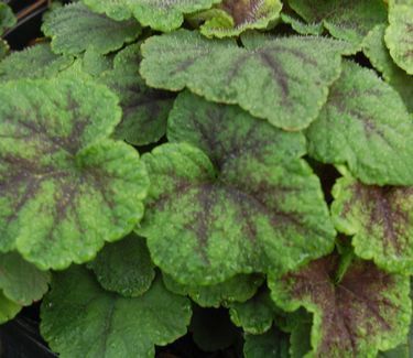 Tiarella cordifolia &#39;Running Tapestry&#39; Creeping Foamflower