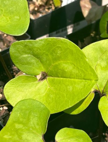 Asarum arifolia Evergreen Ginger