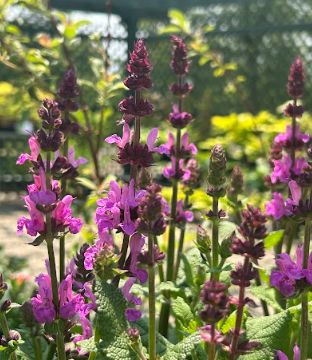 Salvia nemorosa &#39;Rose Marvel&#39;