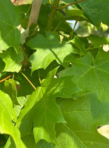 Acer saccharum Sugar Maple