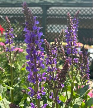 Salvia nemorosa &#39;Blue By You&#39;
