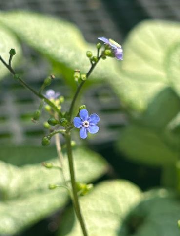 Brunnera macrophylla &#39;Permafrost&#39;