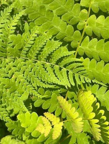 Osmunda claytoniana Interrupted Fern