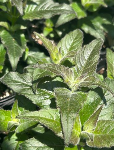 Monarda didyma Sugar Buzz &#39;Blue Moon&#39;