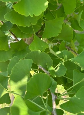 Ginkgo biloba 'Princeton Sentry'