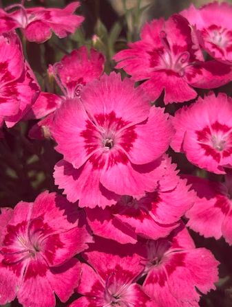 Dianthus x Everbloom &#39;Strawberry Tart&#39;