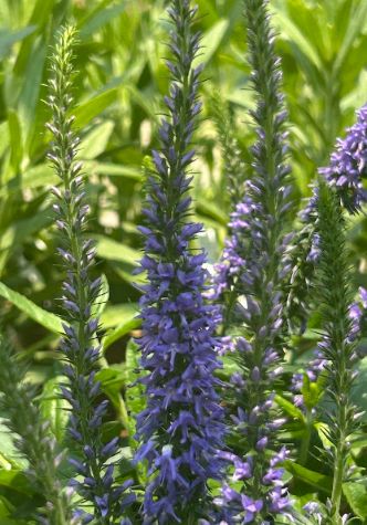 Veronica spicata Moody Blues Sky Blue