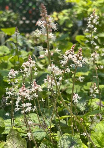 Tiarella &#39;Elizabeth Oliver&#39; Foamflower