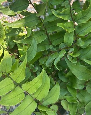 Cyrtomium falcatum Japanese Holly Fern