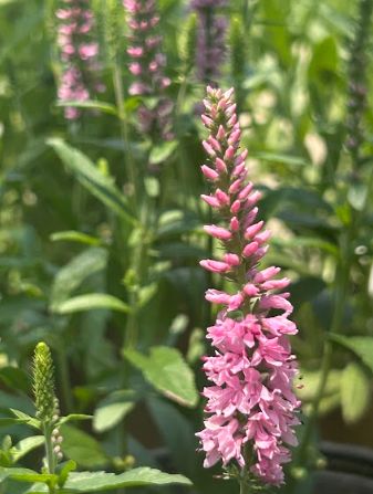 Veronica spicata Moody Blues Dark Pink