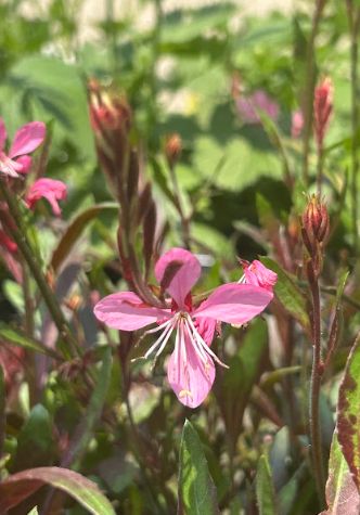 Gaura lindheimeri Ballerina Rose