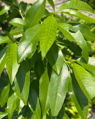 Prunus amygdalus &#39;Hall&#39;s Hardy&#39; Almond