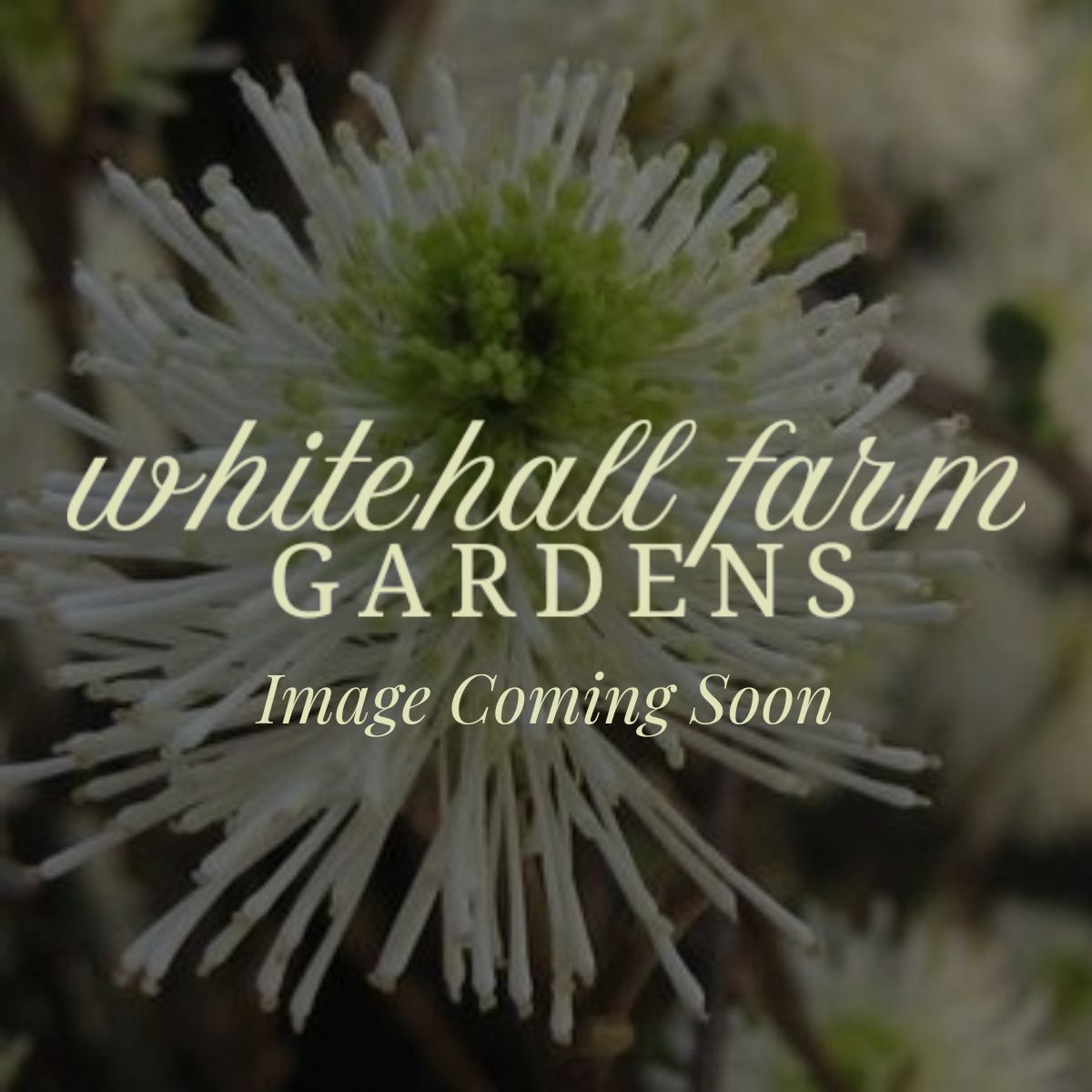 Pyrus communis Bartlett/Williams Pear