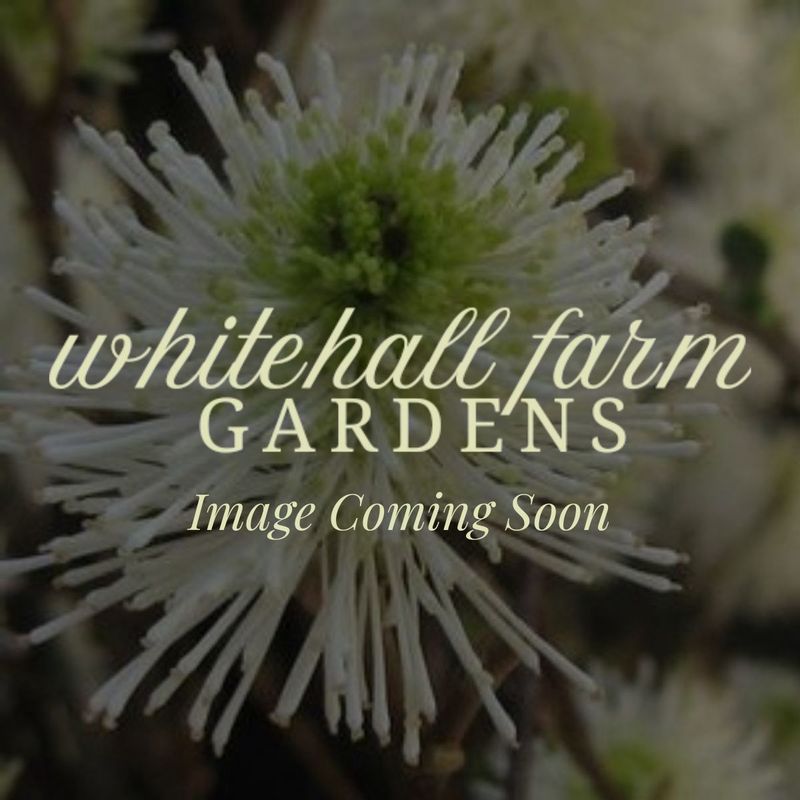 Pyrus communis Bartlett/Williams Pear