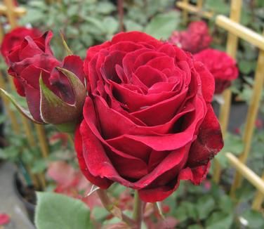 Rosa Climber Don Juan