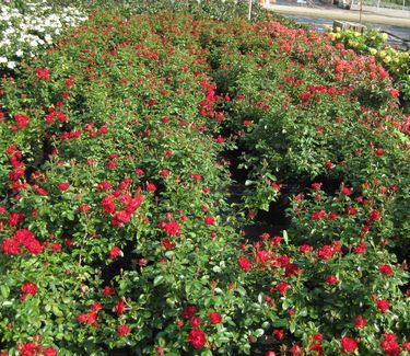Rosa Red Drift