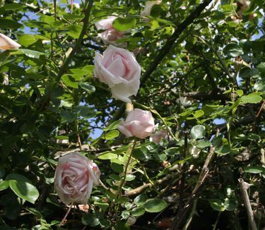 Rosa Climber New Dawn