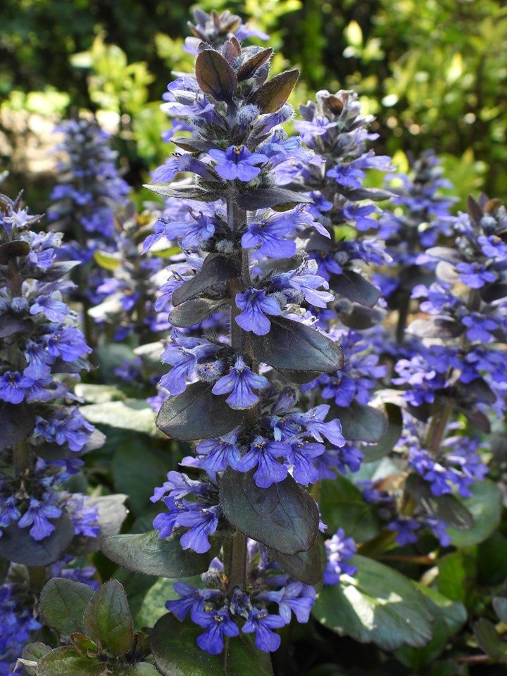 Ajuga reptans &#39;Catlin&#39;s Giant&#39;