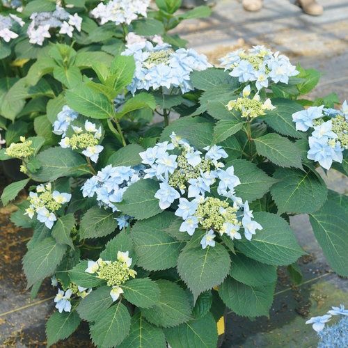Hydrangea serrata &#39;Tuff Stuff Ah-Ha&#39; Mountain Hydrangea