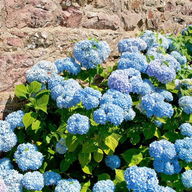 Hydrangea macrophylla Nikko Blue