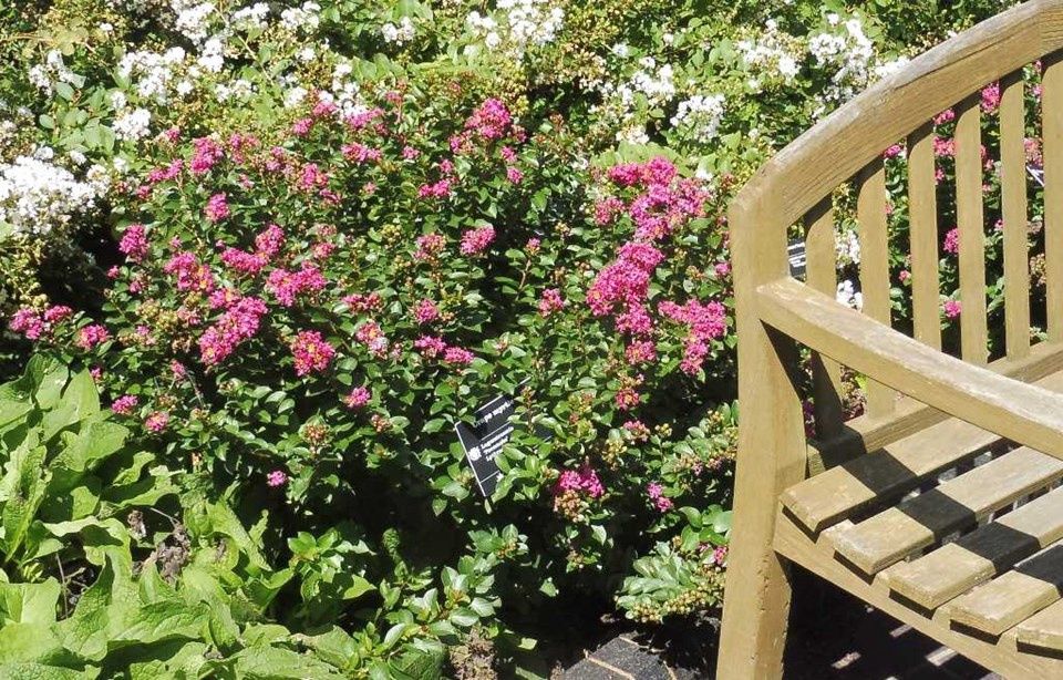 Lagerstroemia &#39;Pocomoke&#39; Crape Myrtle